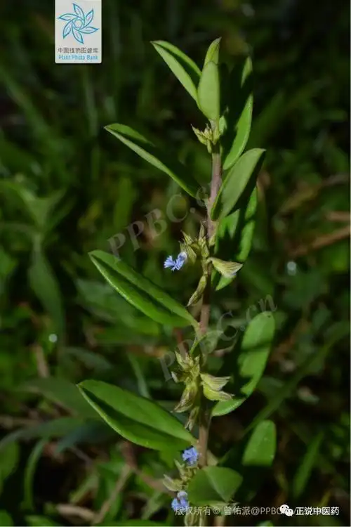 百草治百病丨人称"金不换",消积散瘀的大金牛草