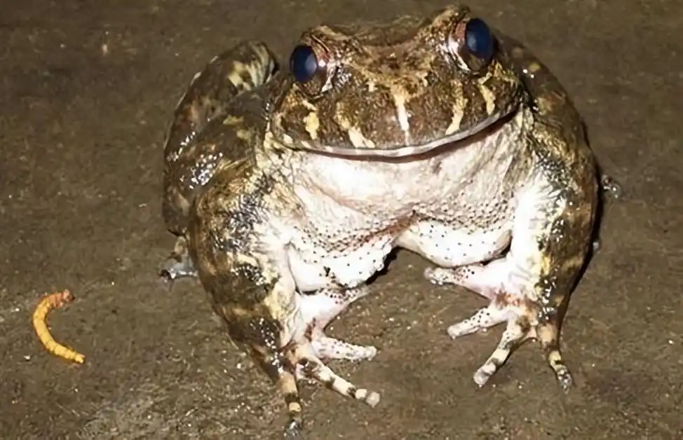 重庆惊现山珍美誉的石蛙