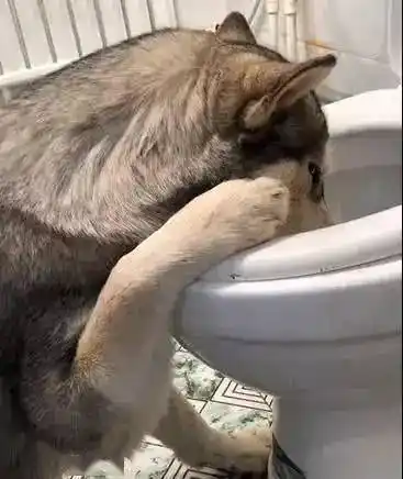 "哈士奇趴在马桶吐的样子像极了爱情","喝醉前的哈士奇:妈耶!