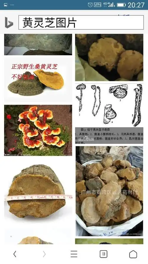 我采到野生灵芝,不知道是什么品种,请帮忙大神们看看