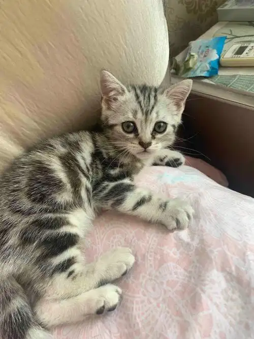 免费领养收养美短猫咪