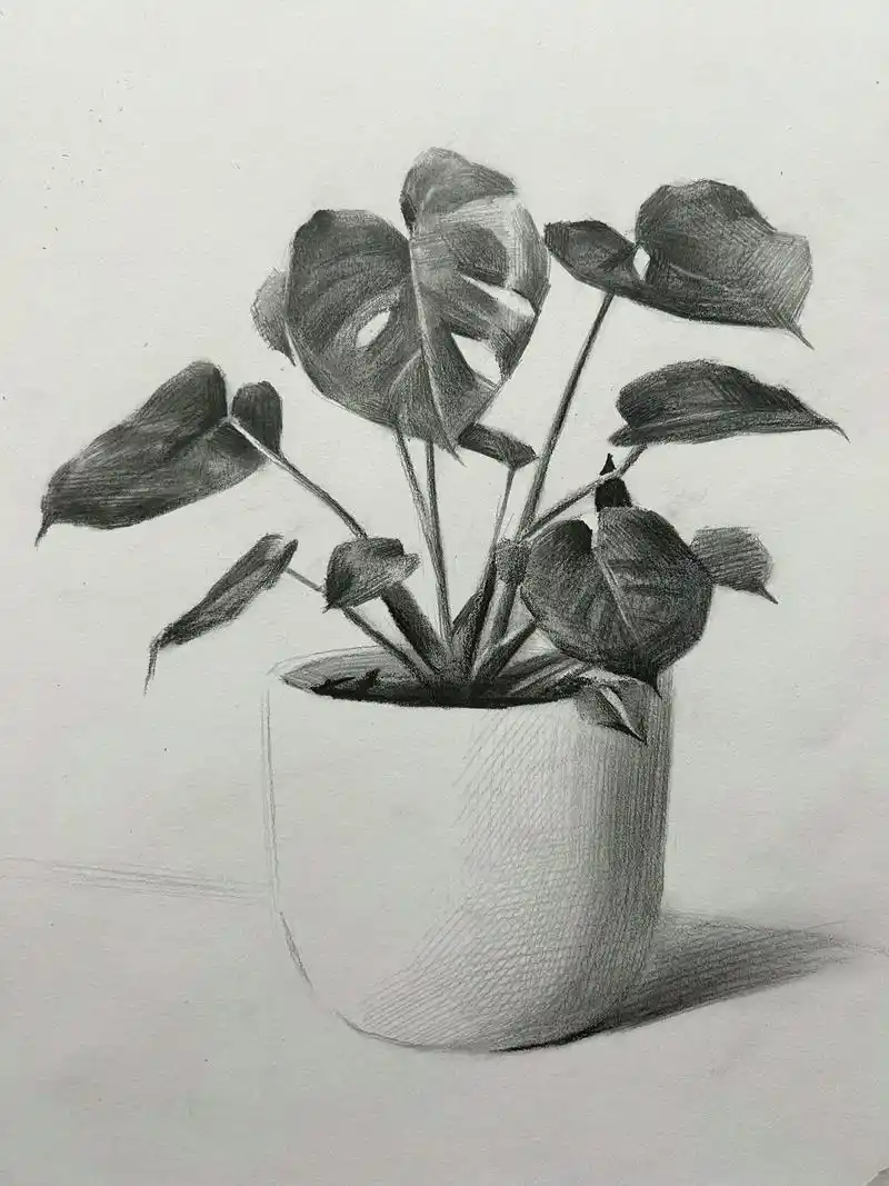 小清新盆栽 素描静物 附绘画步骤.简单的素描小画  #绘画过 - 抖音