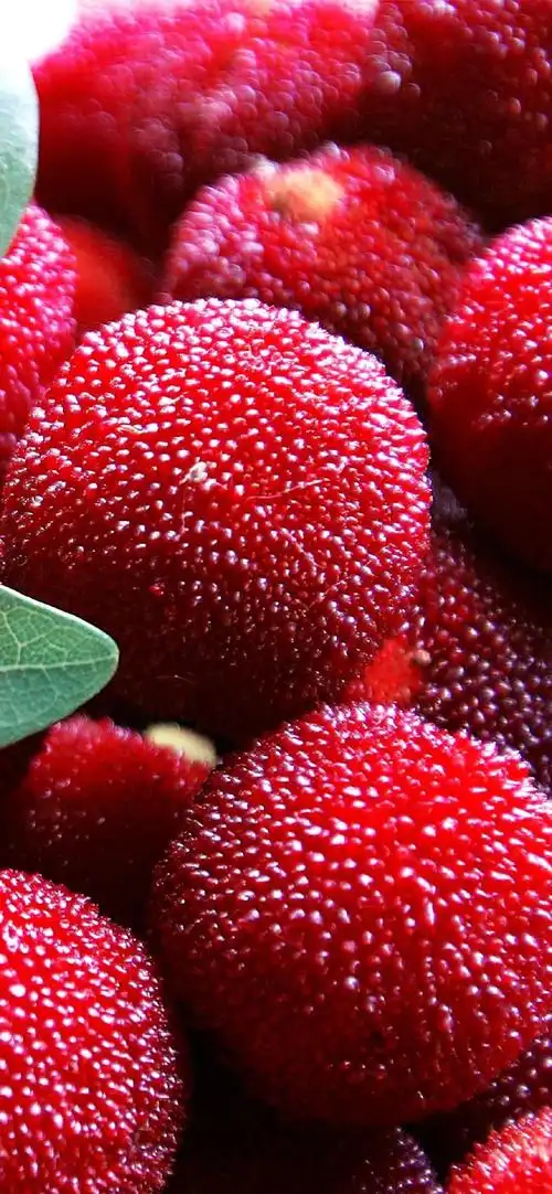 新鲜蔬果杨梅高清手机壁纸