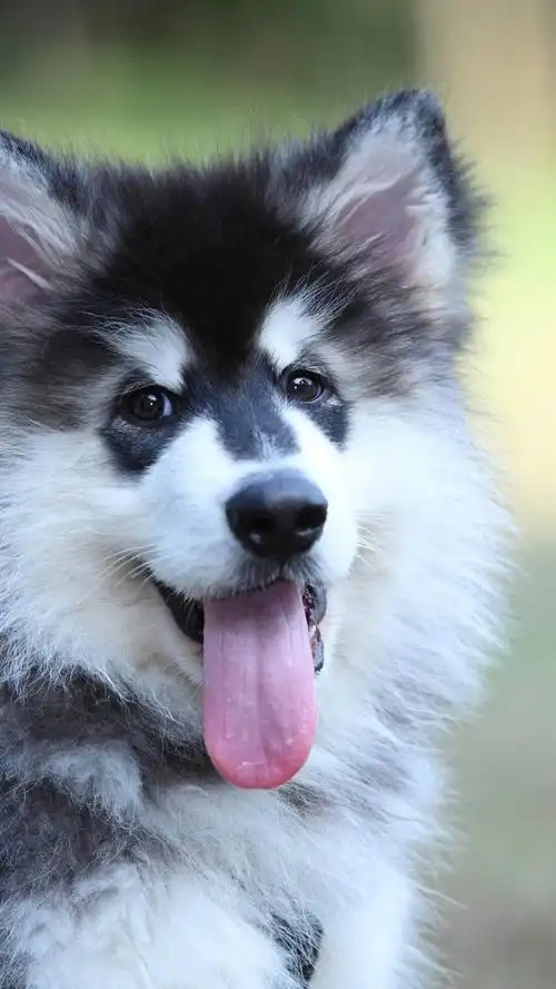 萌宠手机壁纸,第二期