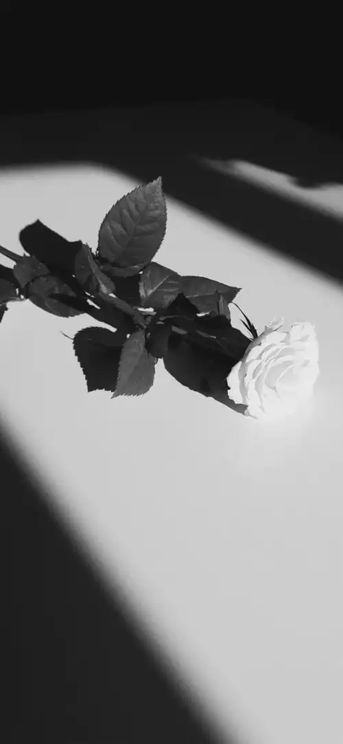 黑白- 堆糖,美图壁纸兴趣社区