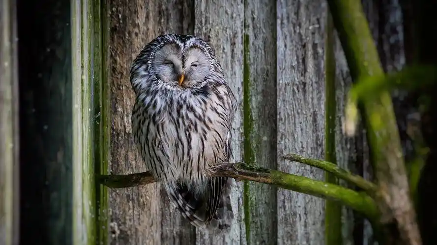 猫头鹰睡觉,鸟类摄影 壁纸