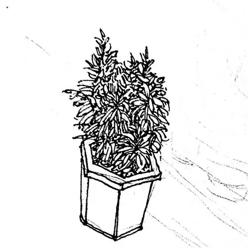 风景速写找虐的花坛来了