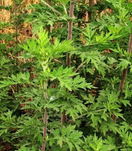 艾草的功效与作用及营养价值_禁忌_选购和做法_大厨艺