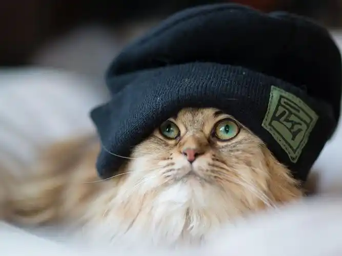 戴帽子的喵,喵的季节,猫,喵星人,帽子,呆愣,萌宠戴帽子的喵壁纸图片