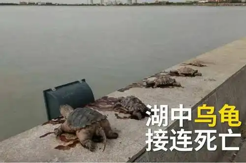 图为在岸上的死亡乌龟.