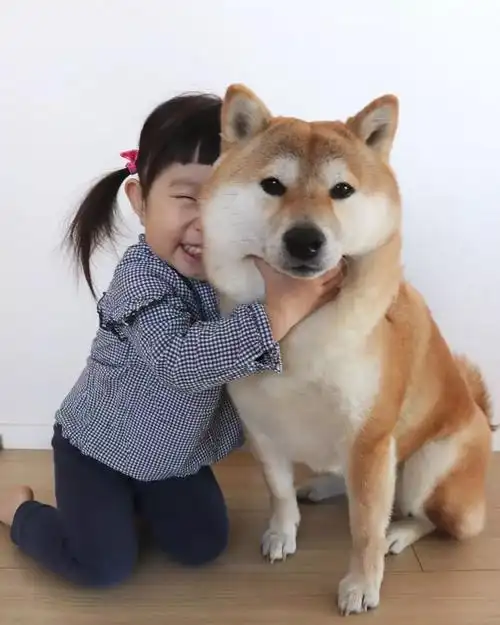 三岁柴犬陪伴人类弟弟妹妹健康成长,每天活在现实中的童话世界!