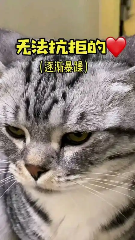 我家宠物成精了#无法抗拒的逐渐暴躁