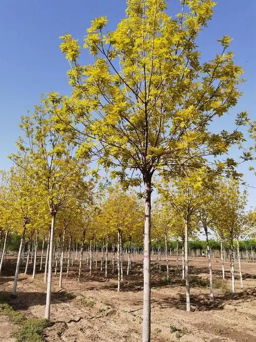 金叶白蜡(木犀科梣属的植物))_石塘网