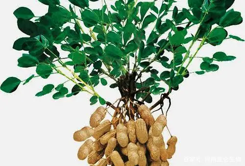 花生做肥料是什么肥 - 2020年最新商品信息聚合专区 - 百度爱采购