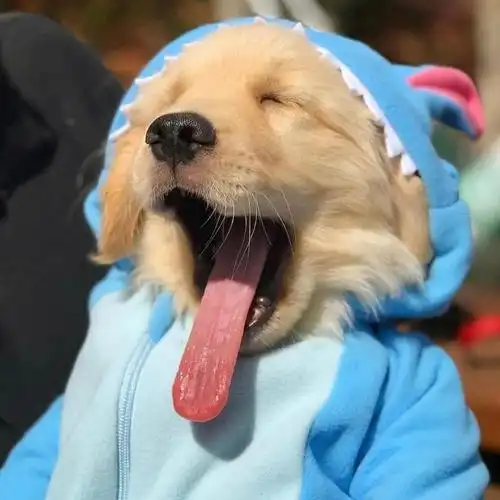 金毛可爱软萌头像