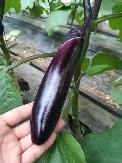 新鲜直达山东特产现摘长茄子新鲜蔬菜净重15斤