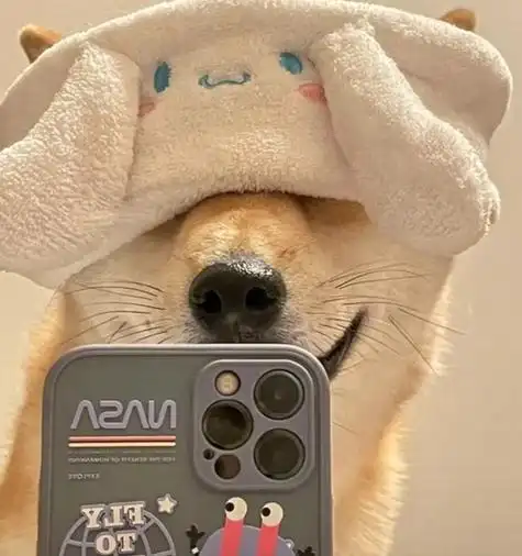 傻乎乎可爱搞笑头像柴犬