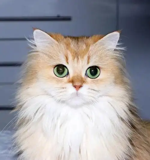 世界上颜值最高的猫