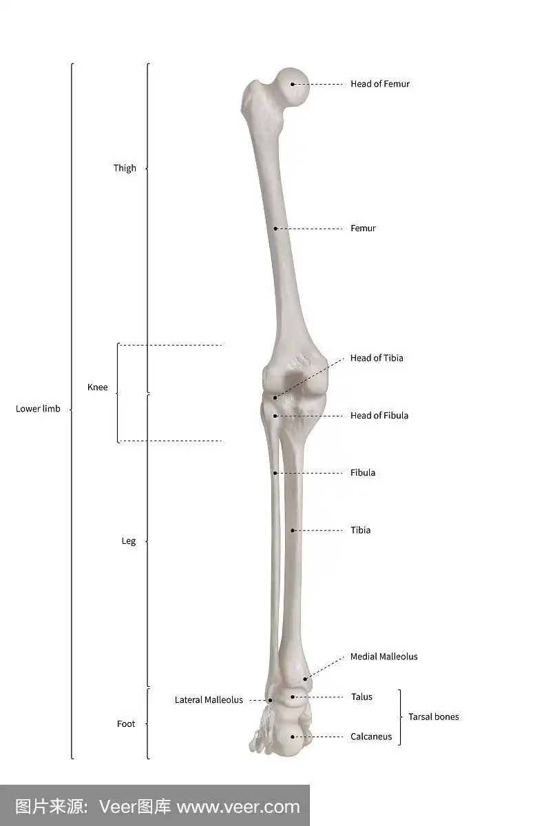 人体骨骼,下肢解剖,骨系统或腿骨后视图信息图- 3d-人体解剖-医学图