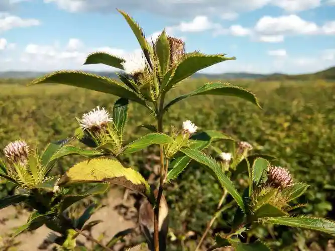 湖北鑫希望生态农业苍术种植