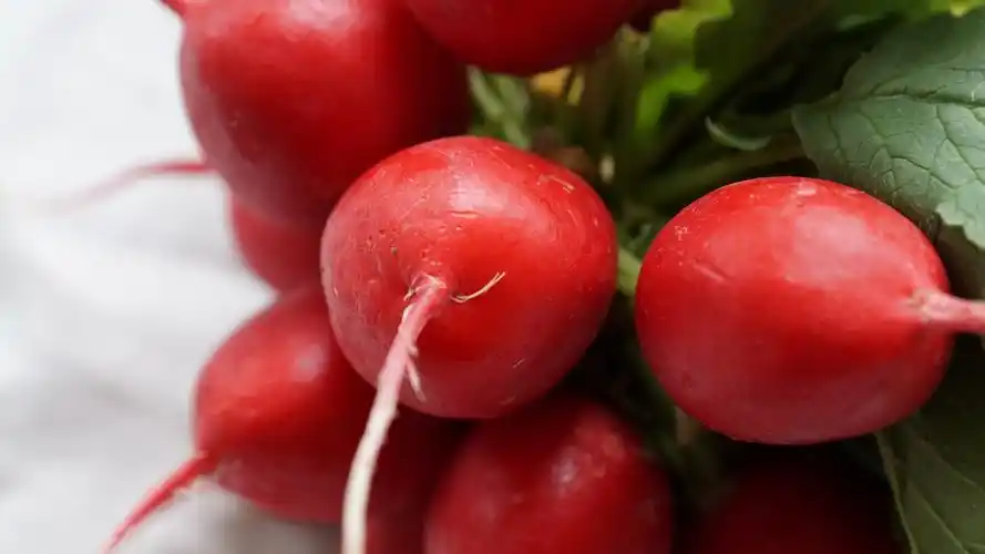 蔬菜红萝卜图片-花卉壁纸-高清花卉图片-第2图-娟娟壁纸