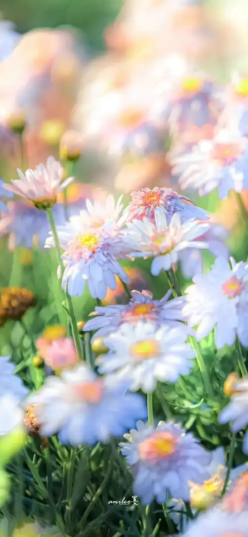 花的色彩 锁屏背景 侵删 - 堆糖,美图壁纸兴趣社区