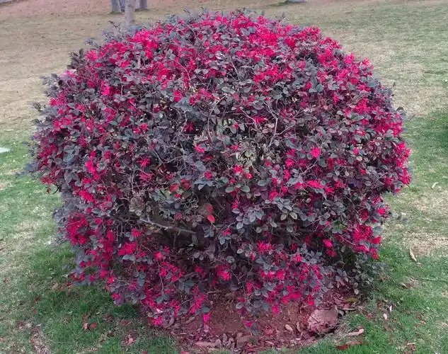 常用园林植物之红花檵木