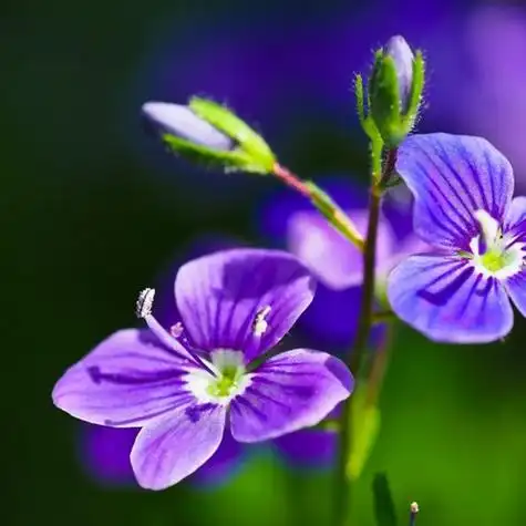 小清新花草头像绿色唯美的勿忘我做头像太美了