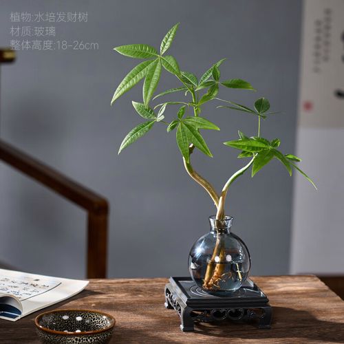 绿植室内客厅桌面水养招财树花卉摆件 双杆发财树 玲珑蓝玻璃瓶 底托
