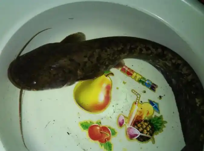 这是什么鱼,求解