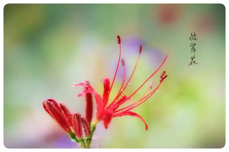 彼岸花的静美与谦卑