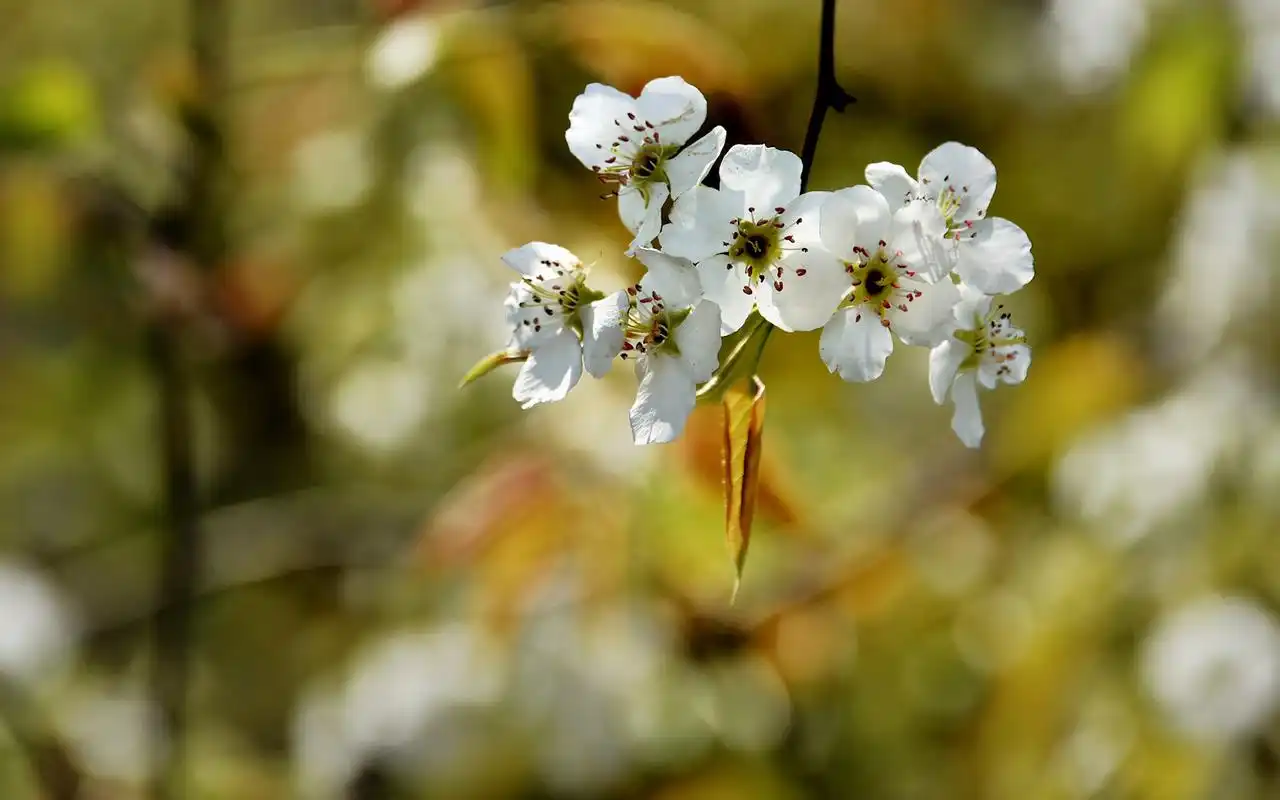 清新苹果花图片电脑高清桌面壁纸