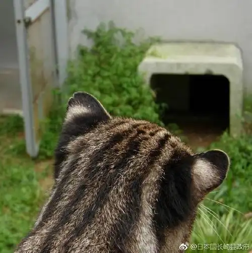 长崎#对马山猫,顾名思义就是只生存在长崎县对马市的野生山猫,是濒临