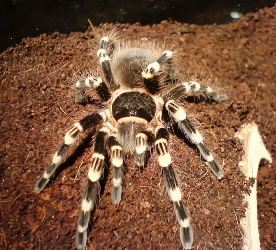 每天认识一种动物——巴西白膝头蛛 巴西白膝头蛛别名巴西黑白条纹