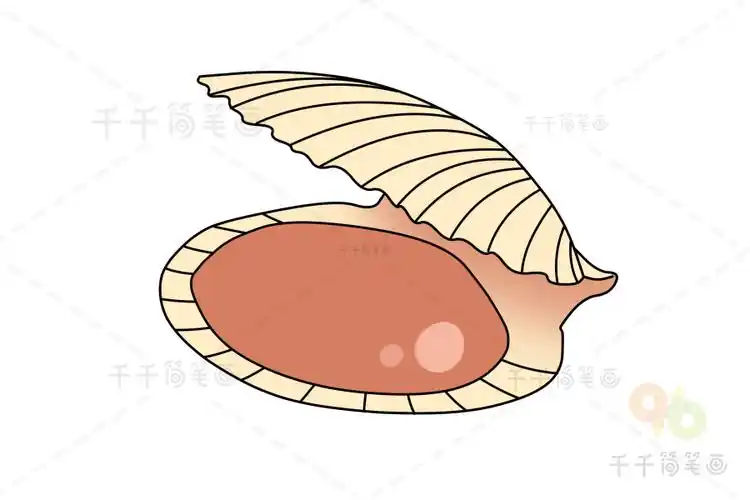 扇贝简笔画图片