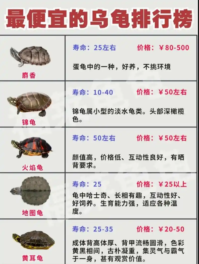 (幼儿园龟苗,十只包邮)