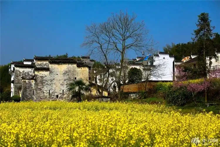 "阳春三月,相约婺源油菜花田"想去的小伙伴们,尽早订票哦