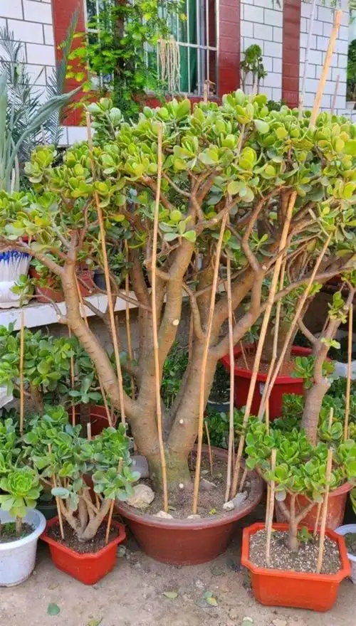 长寿花养出大粗枝,一年到头不窜芽,别等了,赶紧剪!