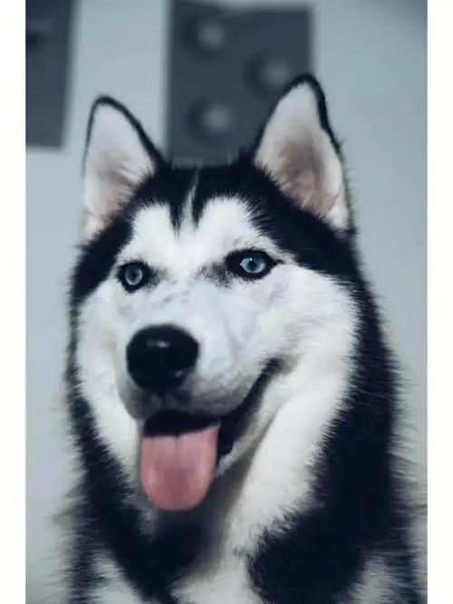 哈士奇拍硬照爱心脸男孩