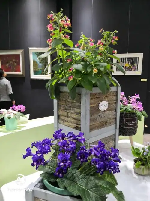 上海植物园室内花展