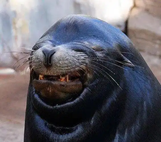 自带呆萌表情包,萌化你的心!