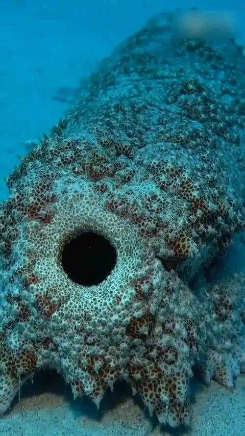 海参排泄videosouthernislanderdive