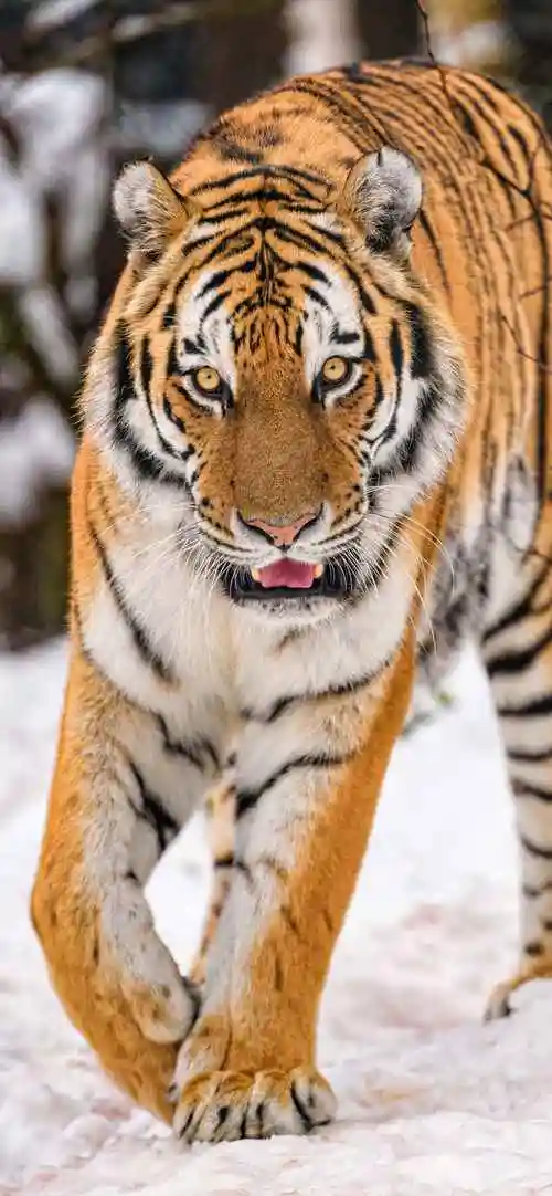 老虎冷漠霸气的壁纸