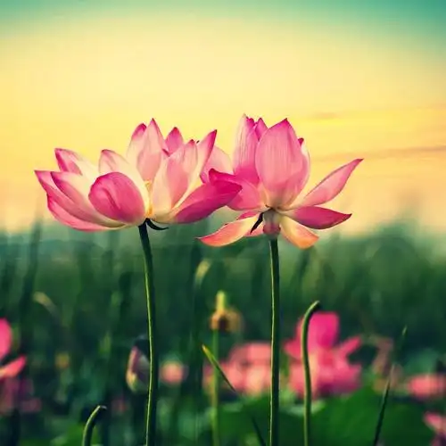 人到中年宁静是淡雅的美