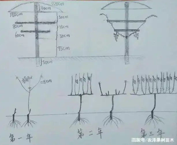 葡萄种植常用葡萄架型搭建及相应的整形修剪方式图解原创手绘