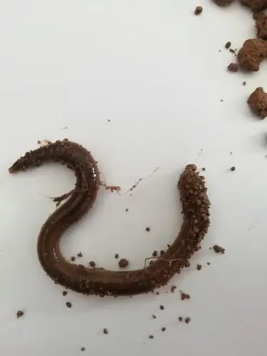 蚯蚓生活环境探究