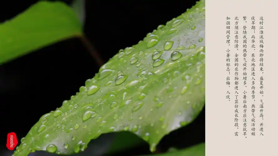 水墨中国风荷花二十四节气小暑ppt模板