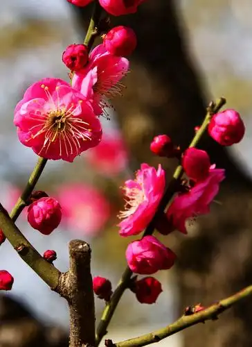 红梅与腊梅竟艳,盆景与美景争辉,2019年新春佳节,大年初一给你拜年了!