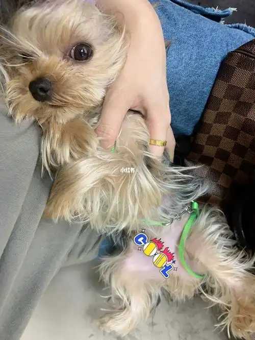 约克夏毛咋这么少