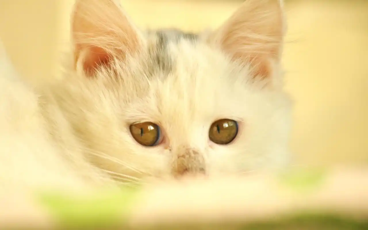 喵星人动物小清新高清桌面壁纸